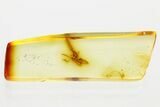 Detailed Fossil Parasitoid Wasp (Diapriidae) In Baltic Amber #381241-1
